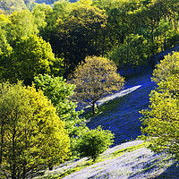 Buy canvas prints of Rydal Bluebells. by Ashley Cooper