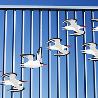 Buy canvas prints of Tern fence. by Ashley Cooper
