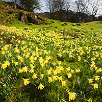 Buy canvas prints of Daffodil Spring. by Ashley Cooper
