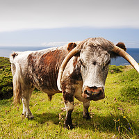 Buy canvas prints of Longhorn bull. by Ashley Cooper