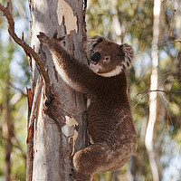 Buy canvas prints of Koala. by Ashley Cooper