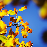 Buy canvas prints of Oak leaves. by Ashley Cooper