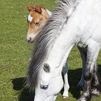 Buy canvas prints of Pony and foal.  by Ashley Cooper