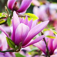 Buy canvas prints of Magnificent Magnolia. by Ashley Cooper