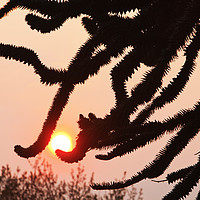 Buy canvas prints of Monkey Puzzle. by Ashley Cooper