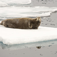 Buy canvas prints of Bearded Seal. by Ashley Cooper