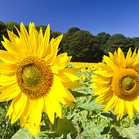 Buy canvas prints of Norfolk Sunflower. by Ashley Cooper