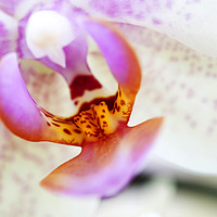 Buy canvas prints of Orchid interior. by Ashley Cooper