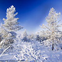 Buy canvas prints of Finland winter by Ashley Cooper
