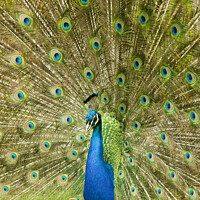 Buy canvas prints of Peacock by Ashley Cooper