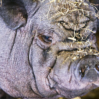 Buy canvas prints of Pig ugly. by Ashley Cooper