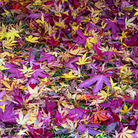 Buy canvas prints of Autumn Leaves by Ashley Cooper