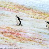 Buy canvas prints of Penguins progress. by Ashley Cooper