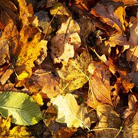 Buy canvas prints of Woodland floor. by Ashley Cooper