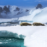 Buy canvas prints of Antarctic seal. by Ashley Cooper