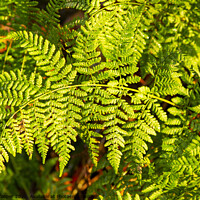 Buy canvas prints of Fern frond. by Ashley Cooper