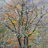 Buy canvas prints of The tree. by Ashley Cooper