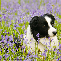 Buy canvas prints of Border Collie bluebells. by Ashley Cooper