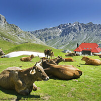 Buy canvas prints of Picos de Europa cows. by Ashley Cooper