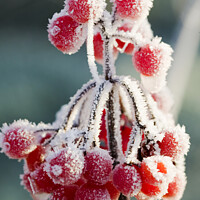 Buy canvas prints of Frozen berries by Ashley Cooper
