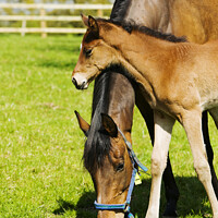 Buy canvas prints of Mother and foal by Ashley Cooper