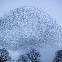 Buy canvas prints of Starling murmeration by Ashley Cooper
