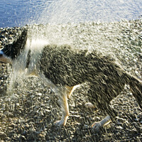 Buy canvas prints of Border Collie shaking  by Ashley Cooper