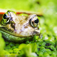 Buy canvas prints of Frogs eyes. by Ashley Cooper