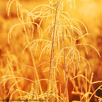 Buy canvas prints of Grass glow. by Ashley Cooper
