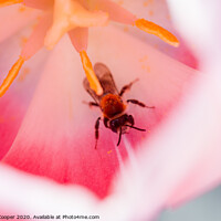 Buy canvas prints of Tulip bee. by Ashley Cooper