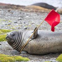 Buy canvas prints of Waving seal. by Ashley Cooper