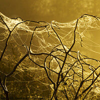 Buy canvas prints of Spiders art. by Ashley Cooper