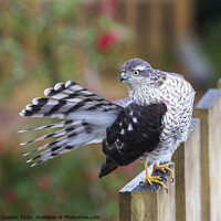 Buy canvas prints of Sparrowhawk. by Ashley Cooper