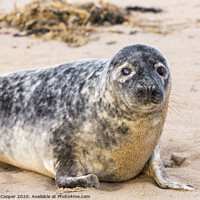 Buy canvas prints of Sandy seal. by Ashley Cooper