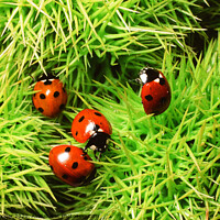 Buy canvas prints of Ladybirds. by Ashley Cooper