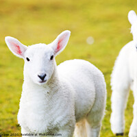 Buy canvas prints of Skye Lambs. by Ashley Cooper
