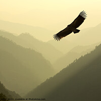 Buy canvas prints of Vulture soar. by Ashley Cooper