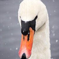 Buy canvas prints of Swan snow. by Ashley Cooper