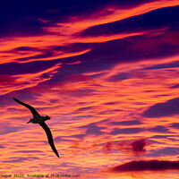 Buy canvas prints of Albatross sunset. by Ashley Cooper