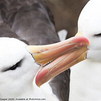 Buy canvas prints of Albatross love. by Ashley Cooper