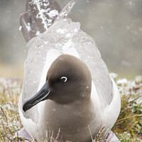 Buy canvas prints of Snow Albatross. by Ashley Cooper