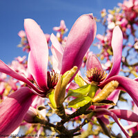 Buy canvas prints of Pink magnolia. by Ashley Cooper