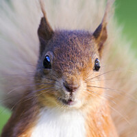 Buy canvas prints of Red Squirrel by Ashley Cooper