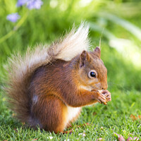 Buy canvas prints of A squirrel in the grass by Ashley Cooper