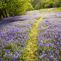Buy canvas prints of Flower path. by Ashley Cooper
