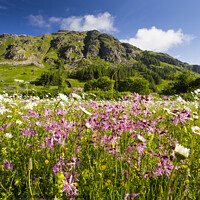 Buy canvas prints of Hay meadow. by Ashley Cooper