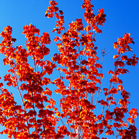 Buy canvas prints of Red tree. by Ashley Cooper