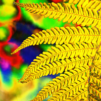 Buy canvas prints of Abstract fern by Ashley Cooper
