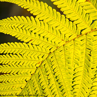 Buy canvas prints of Fern glow by Ashley Cooper