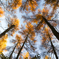 Buy canvas prints of Larch by Ashley Cooper